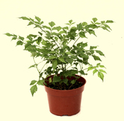 Radermachera sinica plant